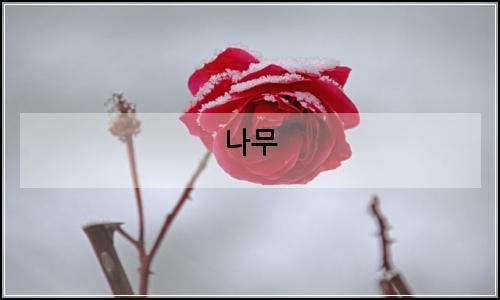 오늘의 이미지