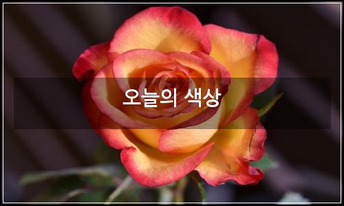 오늘의 이미지