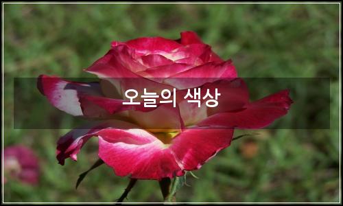 오늘의 이미지